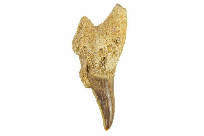 Pathological Otodus Shark Tooth - Morocco #289628